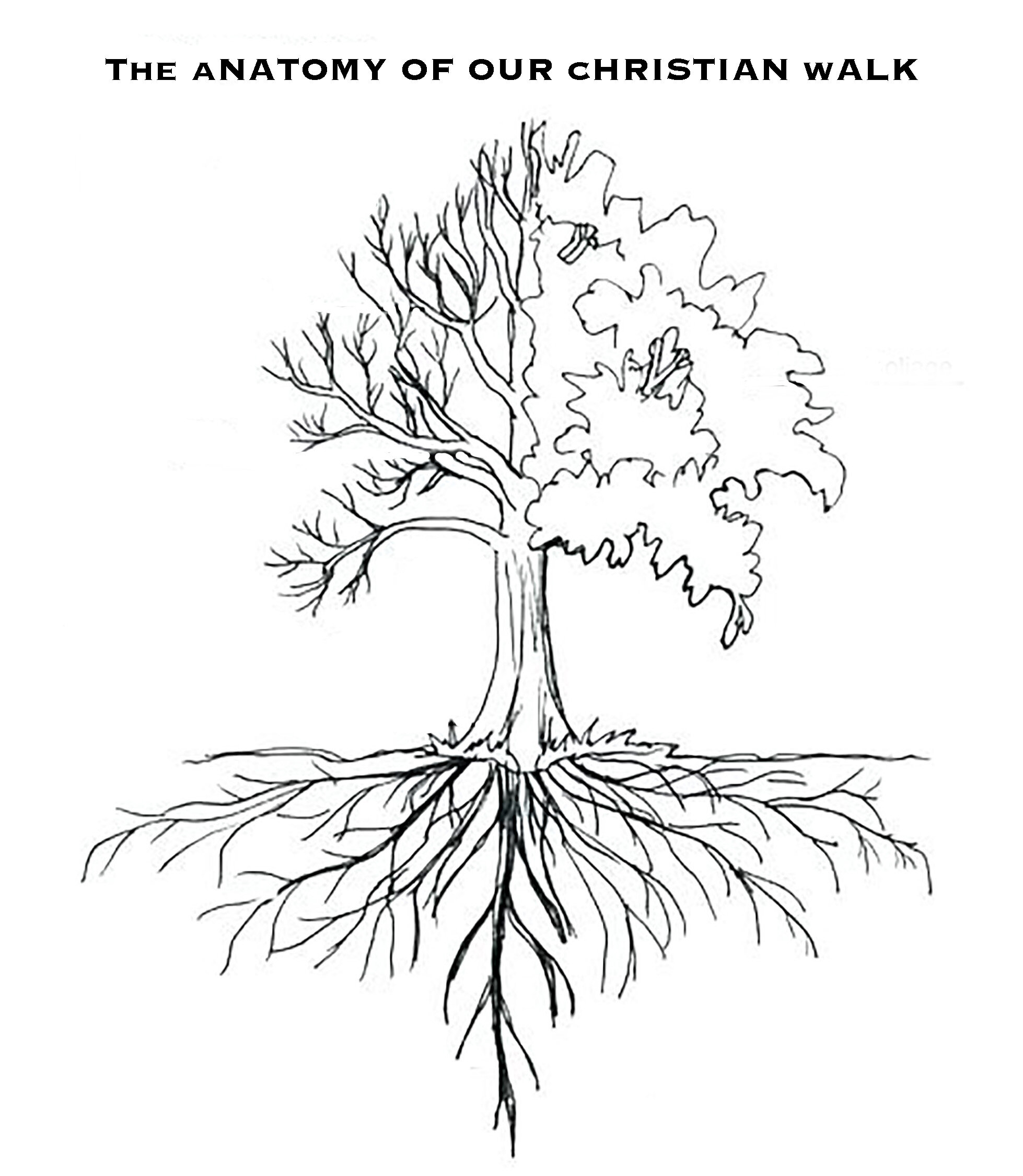 Корневая система деревьев